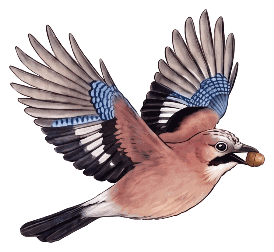 Jay, the bird from the book, flying with an acorn in his beak