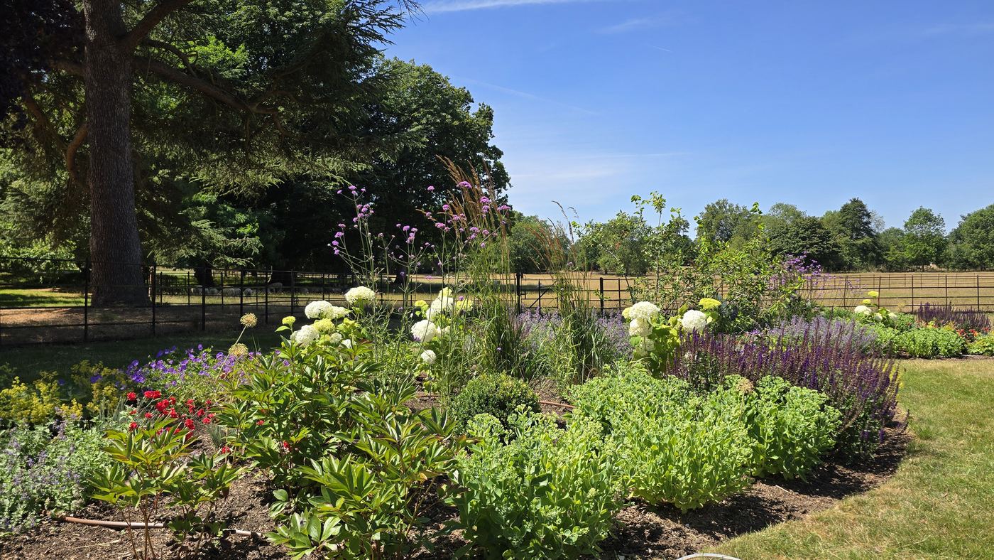 A mixed summer border in full flower