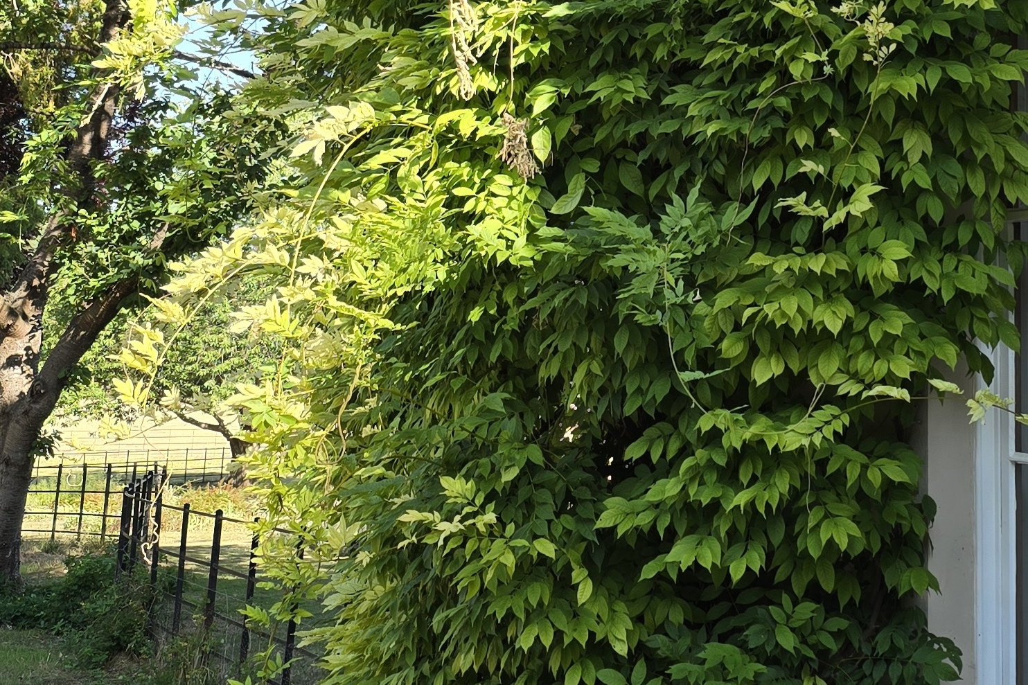 Wisteria in heavy summer growth against the wall of a country house