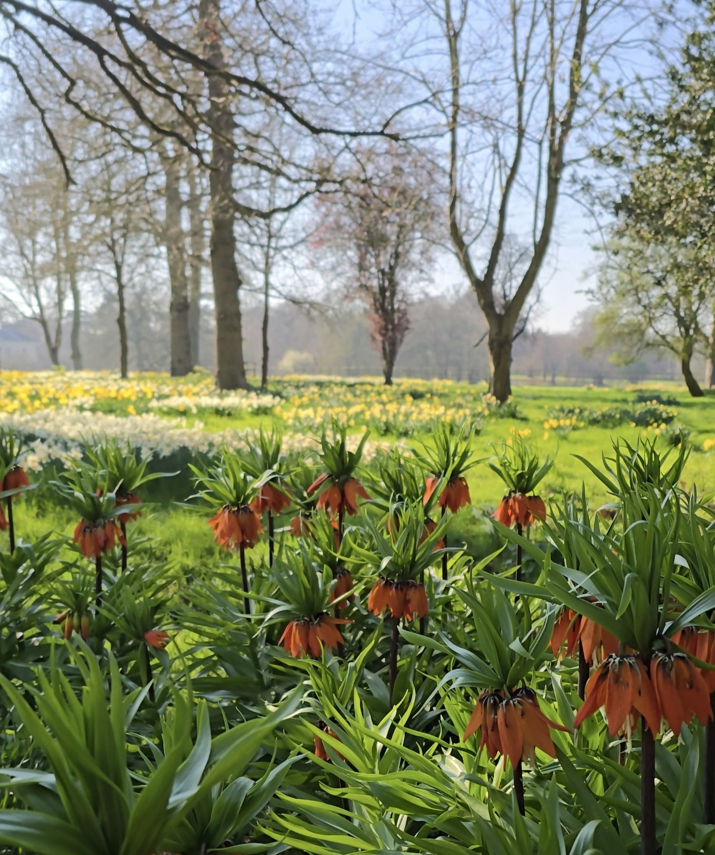 Fritillaria on private estate