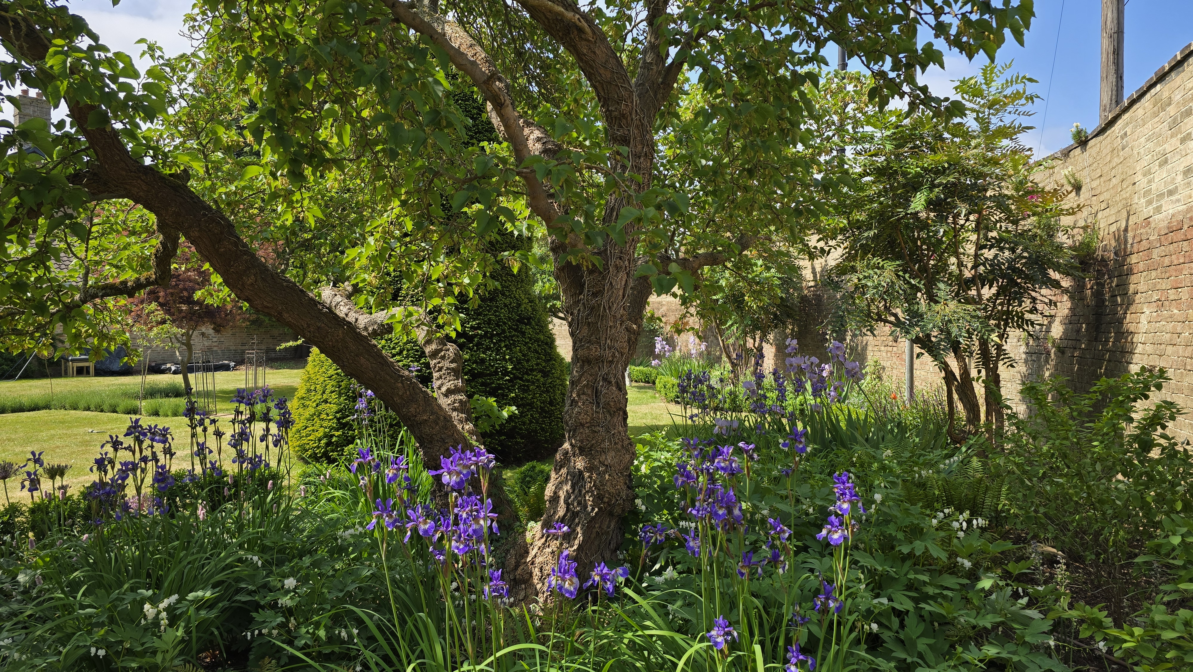Walled garden with iris planting